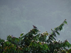 Patagioenas cayennensis