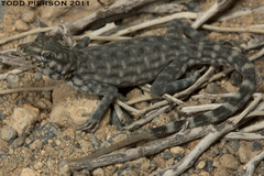 Bar-Tailed Semaphore Gecko photo 4