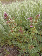 Lamium amplexicaule orientale