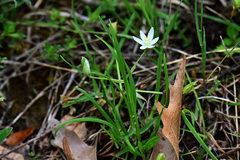 Ornithogalum orthophyllum