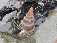 Clibanarius padavensis