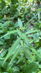 Asclepias perennis