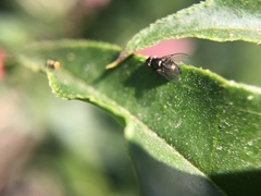 Diptera