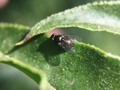 Diptera
