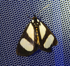 Phaegorista