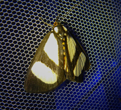 Phaegorista