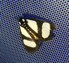 Phaegorista