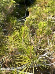 Pinus halepensis