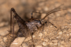 Diestrammena unicolor