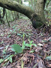 Cryptostylis arachnites