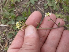 Capsella orientalis