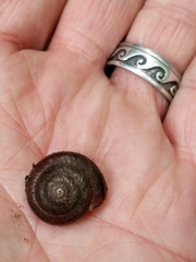 Oreohelix grahamensis