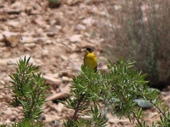 Emberiza melanocephala