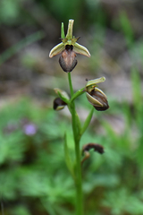 Ophrys sphegodes epirotica