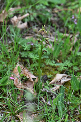 Ophrys sphegodes epirotica