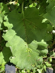 Arctium lappa