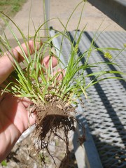 Carex leavenworthii