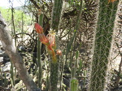Nyctocereus