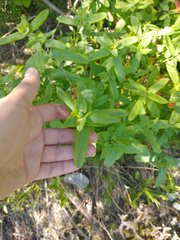 Hypericum frondosum