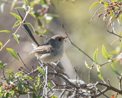 Malurus pulcherrimus