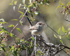 Malurus pulcherrimus