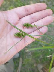 Carex aggregata