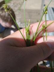 Carex aggregata