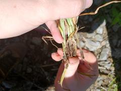 Carex aggregata
