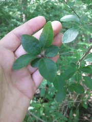 Forestiera ligustrina