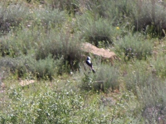 Oenanthe melanoleuca