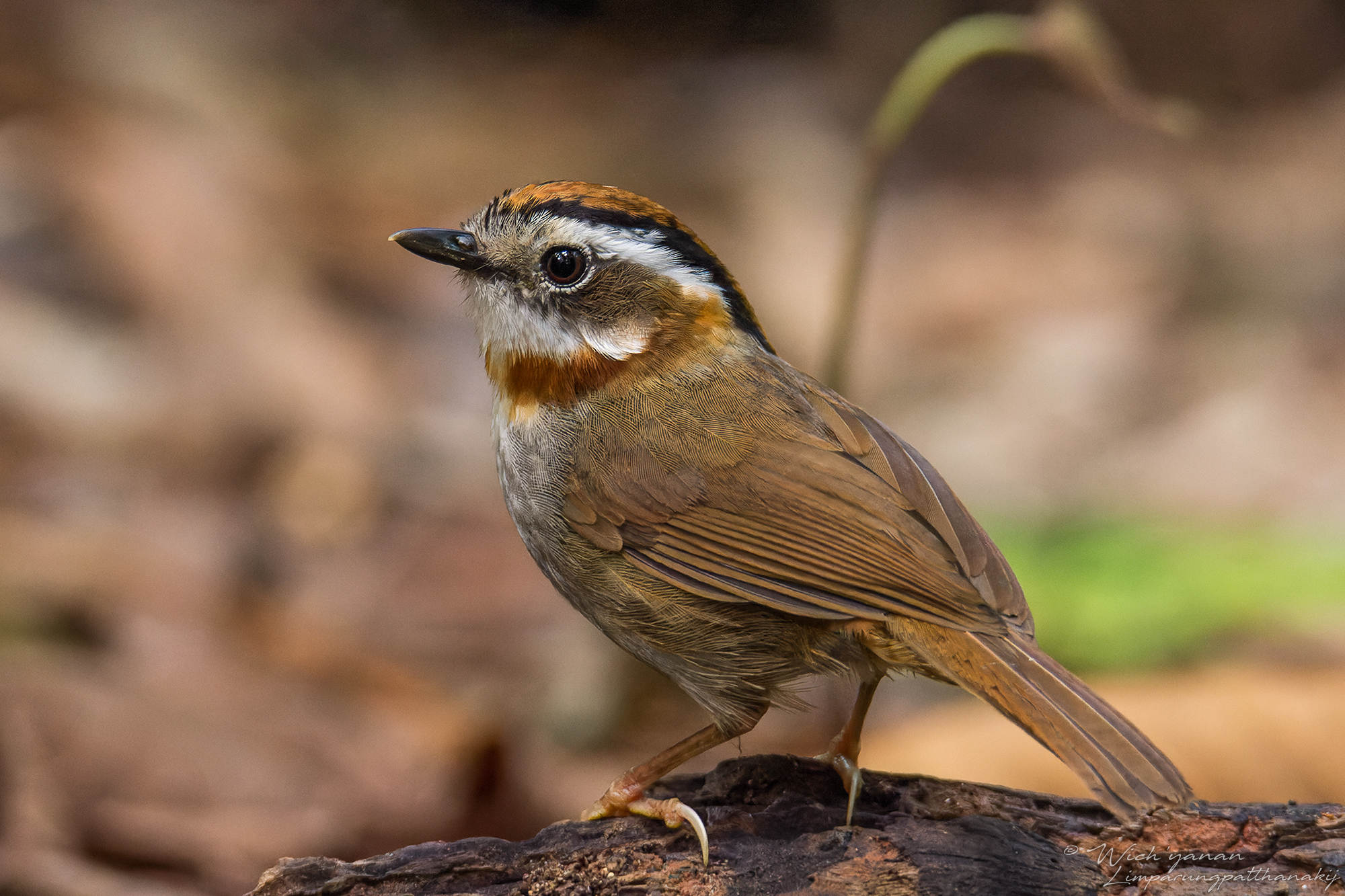 Rufous-throated Fulvetta