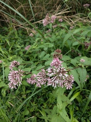 Eupatorium shimadae