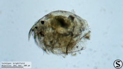 Picripleuroxus denticulatus