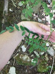 Astragalus canadensis