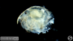 Picripleuroxus denticulatus