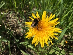 Bombus bohemicus