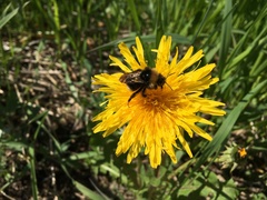 Bombus bohemicus
