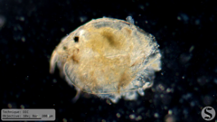 Picripleuroxus denticulatus