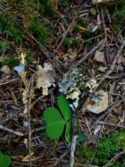 Pseudocyphellaria hawaiiensis