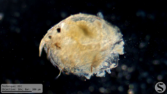 Picripleuroxus denticulatus