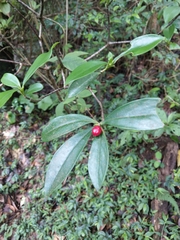 Daphne kiusiana