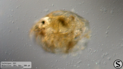 Picripleuroxus denticulatus