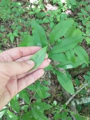 Sideroxylon lycioides