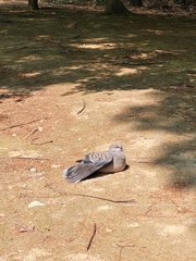 Streptopelia orientalis