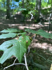 Vasates aceriscrumena