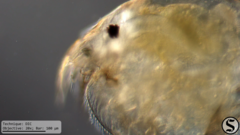 Picripleuroxus denticulatus