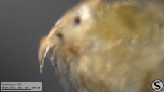 Picripleuroxus denticulatus