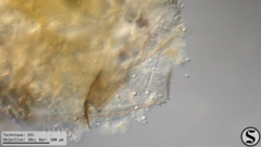 Picripleuroxus denticulatus