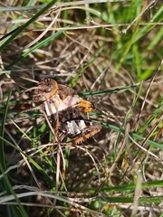 Prionotropis hystrix