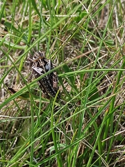 Prionotropis hystrix